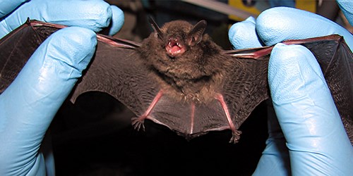 picture of bat being held