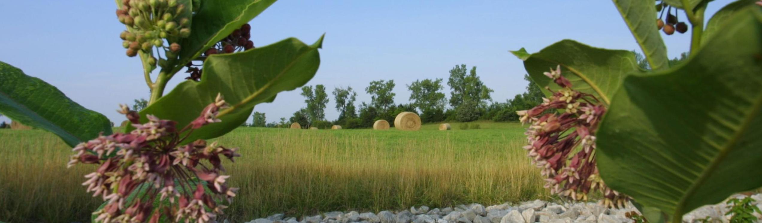 plants in field